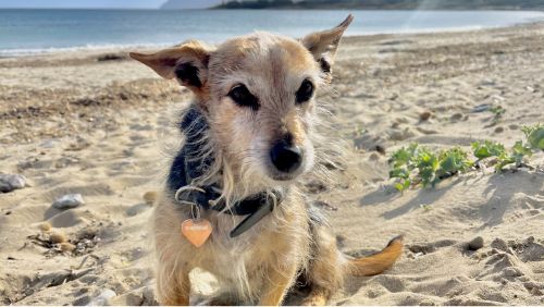 Paseo con perro en una playa de Mallorca