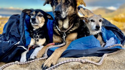 Tres perros en una playa apta para perros en Mallorca