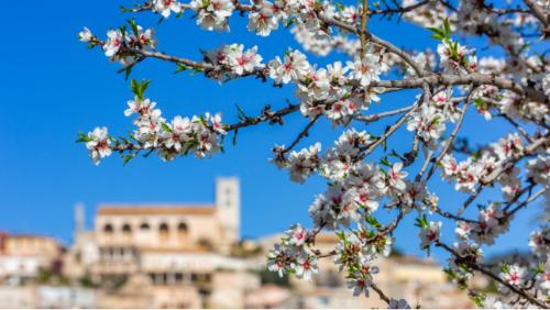 Las flores de almendro aparecen en enero y febrero Las flores de almendro aparecen en enero y febrero