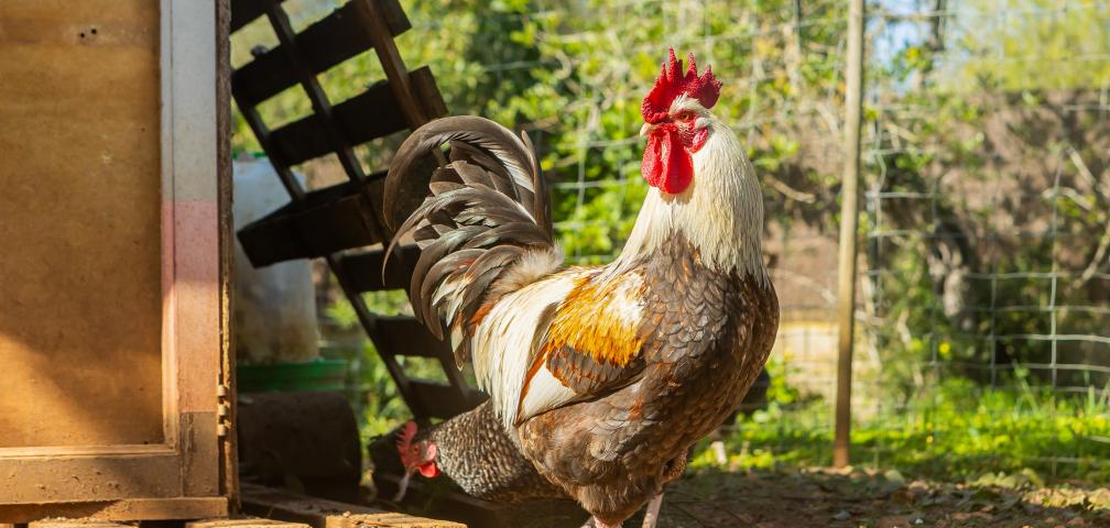 Finca Cas Boter