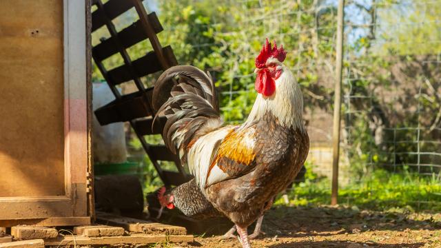 Finca Cas Boter