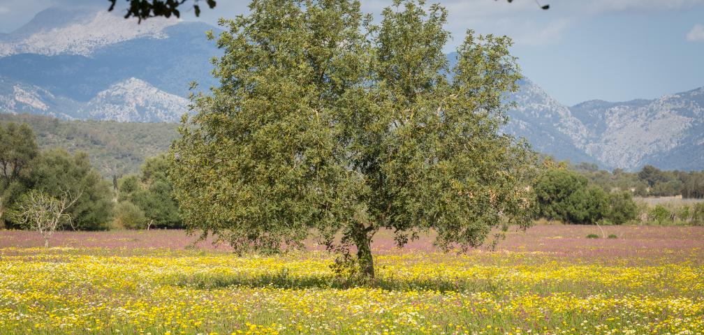 Finca Cel i Sol