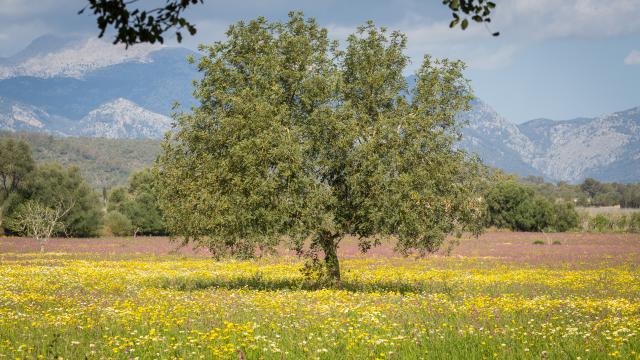 Finca Cel i Sol