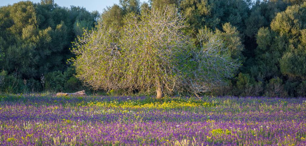 Finca Cel i Sol