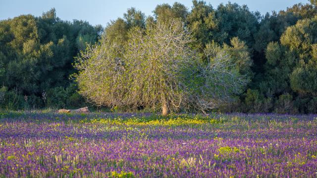 Finca Cel i Sol