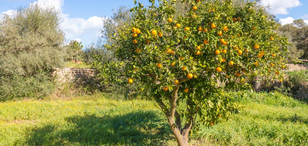 Finca Cel i Sol