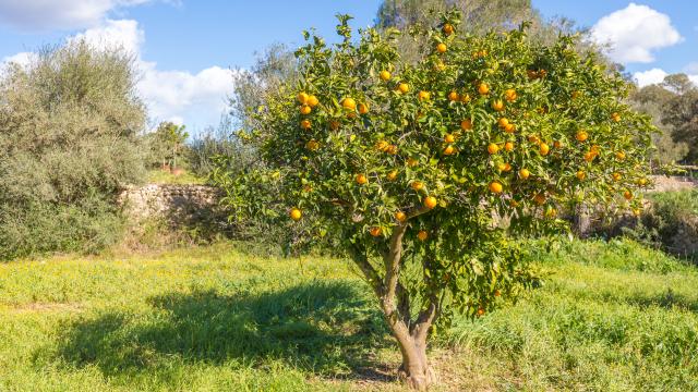 Finca Cel i Sol
