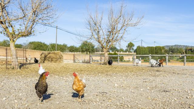 Finca Na Banya