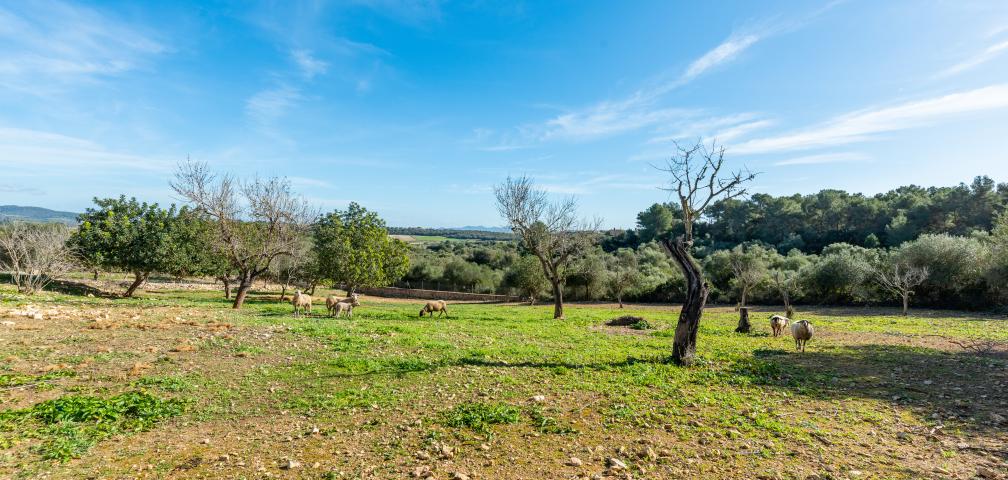 Finca Can Marcos