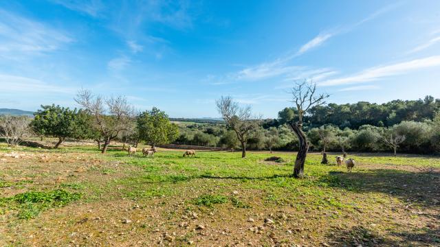 Finca Can Marcos