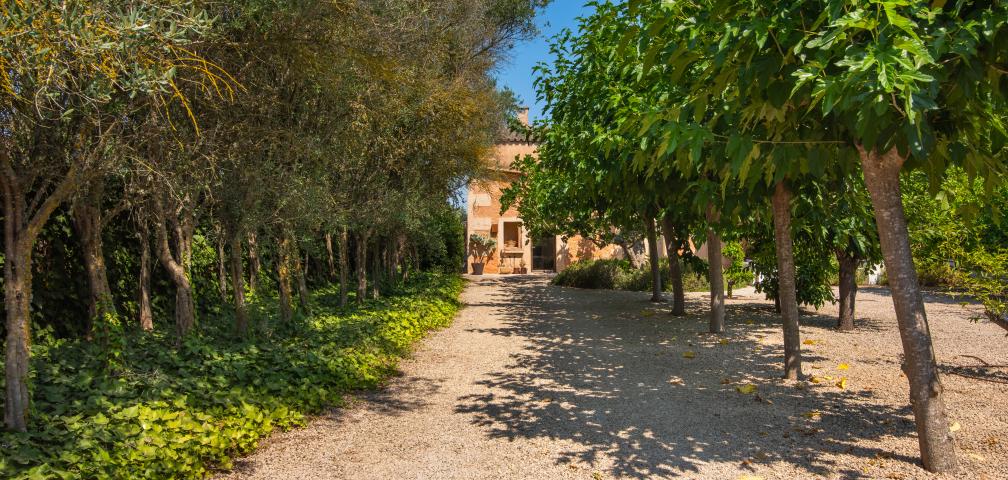 Finca Jara