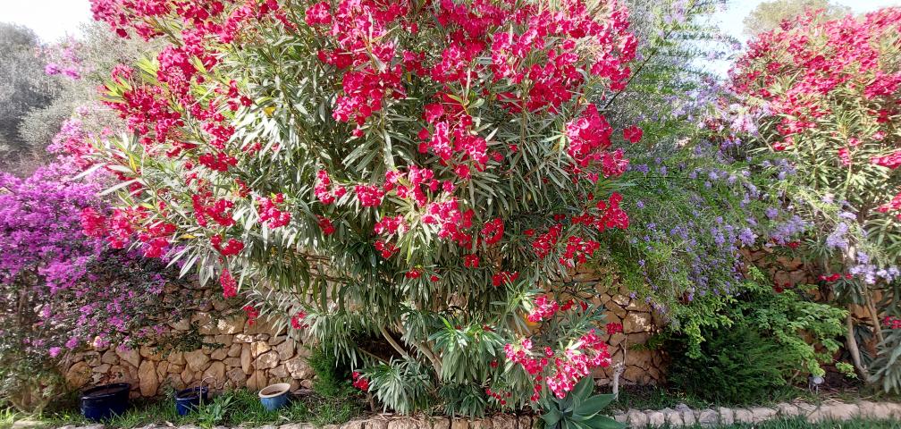 Finca Flor de la Vida