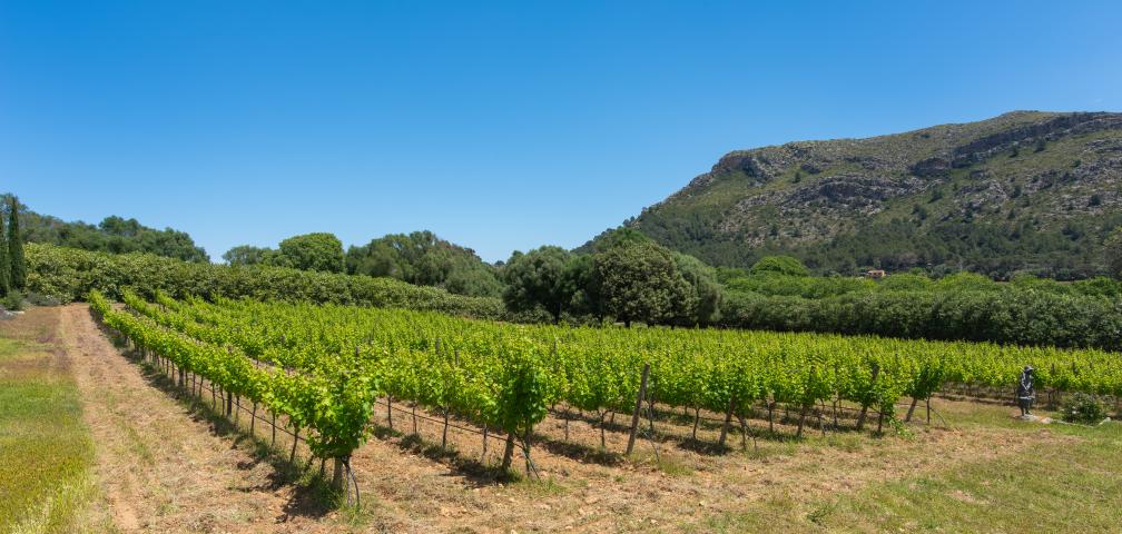 Finca Son Simo Vell