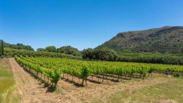 Finca Son Simo Vell