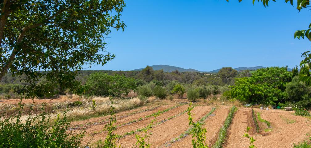 Finca Ses Cases